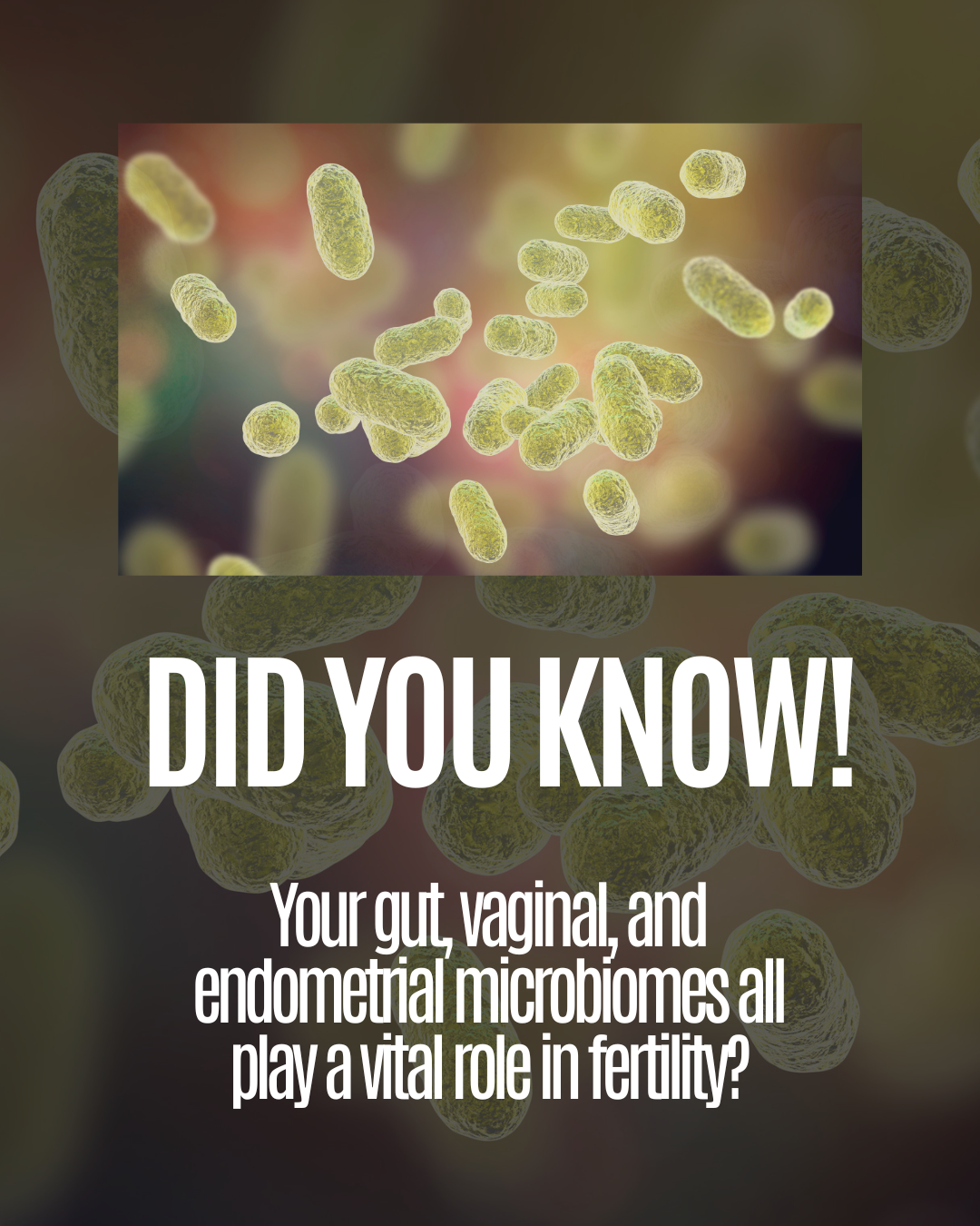 How the Microbiome Impacts Fertility