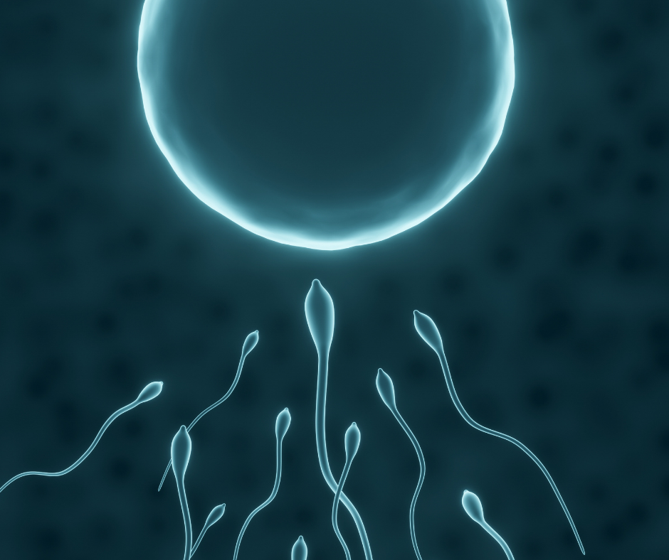 Why Male Fertility Matters