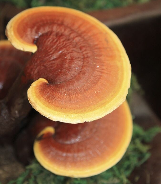 Medicinal Mushrooms in Practice